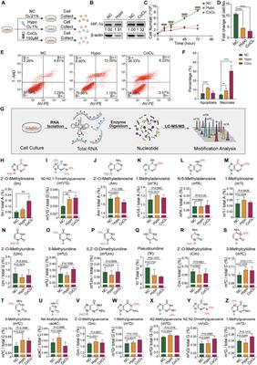 Alterations of RNA Modification in Mouse Germ Cell-2 Spermatids Under Hypoxic Stress